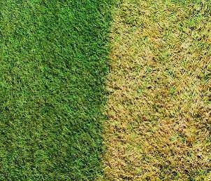 Stranezze Americane (Video).