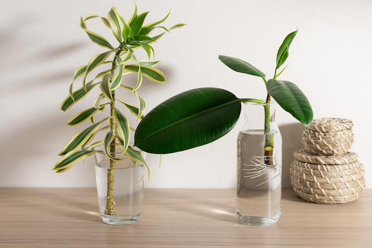 COSA SERVE PER FARE GIARDINAGGIO? ATTREZZI E STRUMENTI INDISPENSABILI PER COMINCIARE